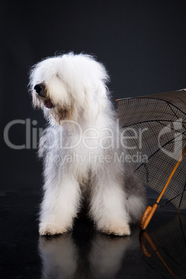 Fluffi Dog And Umbrella