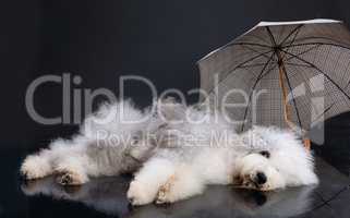 Fluffi Dog And Umbrella