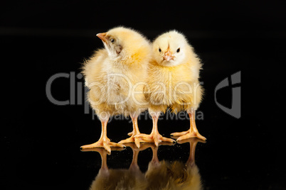 Little Yellow Chickens