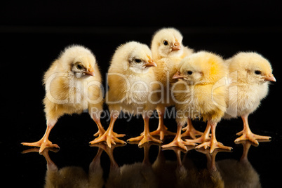 Little Yellow Chickens