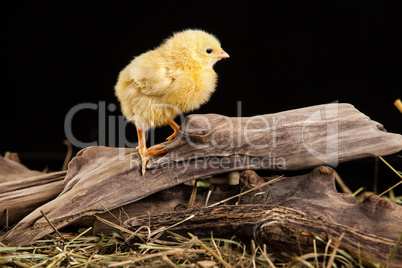 Little Yellow Chicken