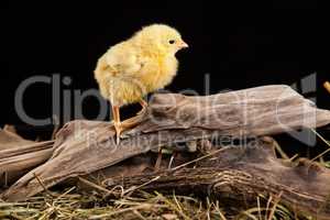 Little Yellow Chicken