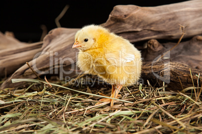 Little Yellow Chicken