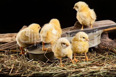 Little Yellow Chickens