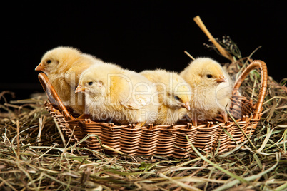 Little Yellow Chickens