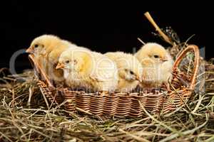 Little Yellow Chickens