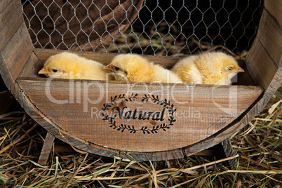 Little Yellow Chicken