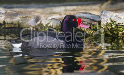 Rosy-billed or rosybill pochard duck, netta peposaca