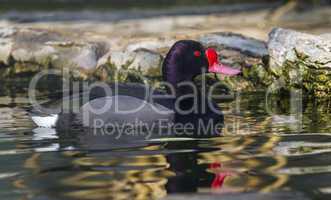 Rosy-billed or rosybill pochard duck, netta peposaca