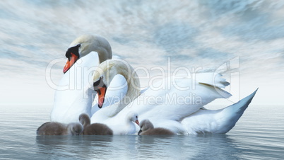 Swan family - 3D render