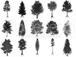 Set or collection of common trees, black silhouettes - 3D render
