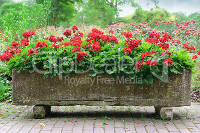 beautiful flowerbed in park