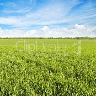 green field and blue sky with light clouds