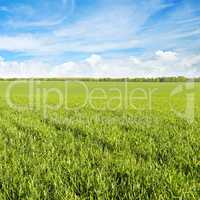 green field and blue sky with light clouds