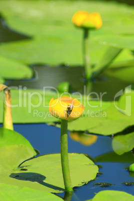 bumblebee on the flower of Nuphar lutea