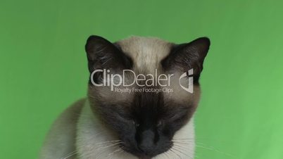 Siamese cat looking around for chroma keying