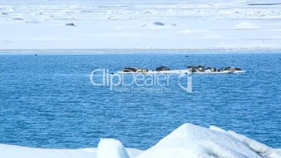 Seals swimming on an ice floe
