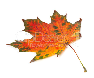 Multicolor autumn maple-leaf isolated on white background