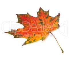 Multicolor autumn maple-leaf isolated on white background