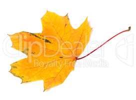 Yellow autumn maple-leaf on white background