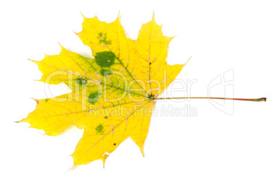 Yellow autumn maple-leaf