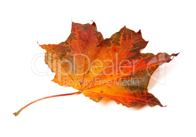 Autumn maple-leaf