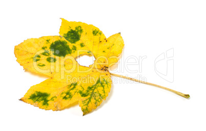 Autumn maple leaf with hole