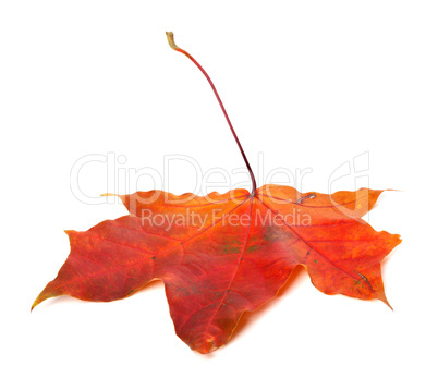 Red autumn maple leaf on white background