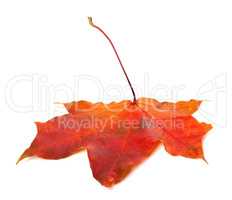 Red autumn maple leaf on white background