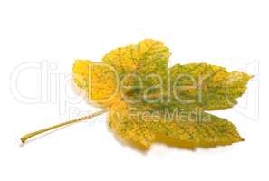 Autumn maple-leaf isolated on white background