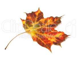 Multicolor autumnal maple leaf