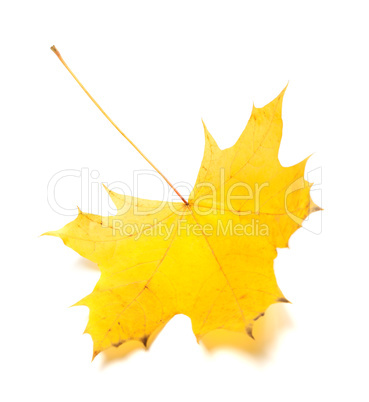 Yellow autumn maple-leaf. Isolated on white background