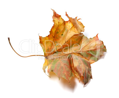Autumn dry maple-leaf on white background
