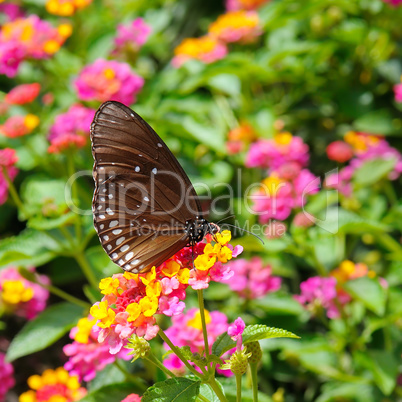 butterfly on a background of flowers