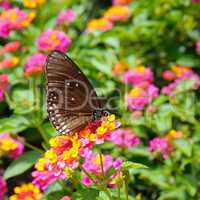 butterfly on a background of flowers