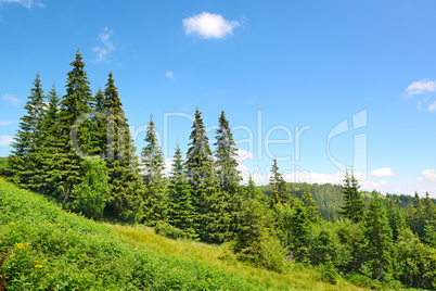 Beautiful pine trees