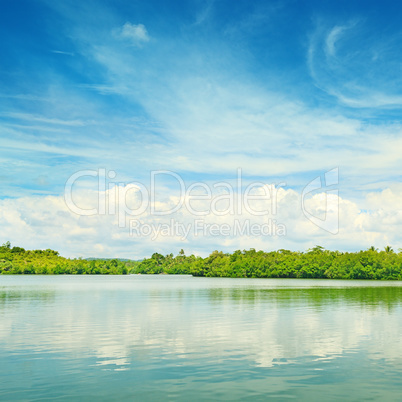 Equatorial mangroves