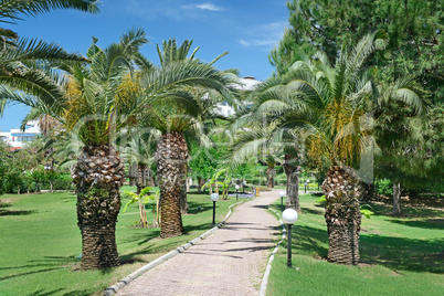 Beautiful palm alley in the park