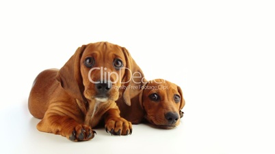 Two Dachshund Puppy on a White Background
