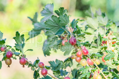 Reife Stachelbeeren