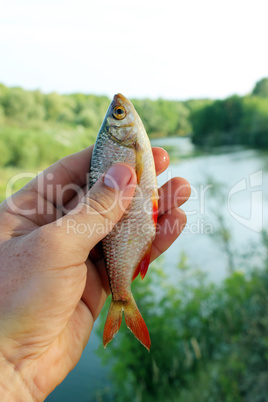 rudd caught in the fishing