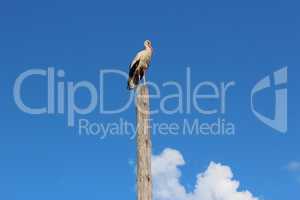 stork standing on the telegraph-pole