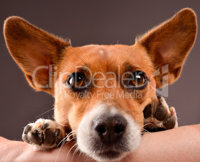 Close up of a Jack Russell Terrier