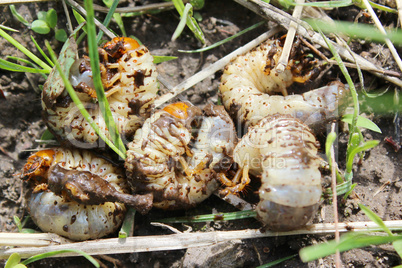cockchafer larvae