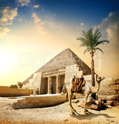 Camel near pyramid