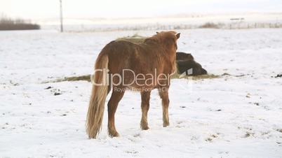 Brown Icelandic horse on a meadow in wintertime
