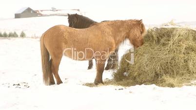 Icelandic horses eat hay in wintertime