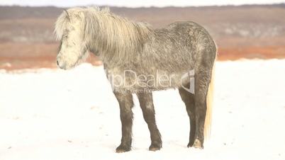 Gray Icelandic pony on a meadow in wintertime