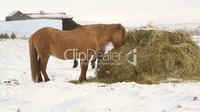 Icelandic horses eat hay in wintertime