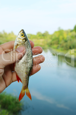 rudd caught in the fishing